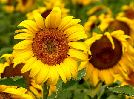 教师节送向日葵好吗教师节送向日葵代表什么-
