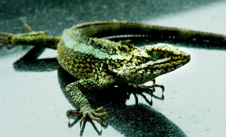 丽纹龙蜥多少钱一只 丽纹龙蜥怎么养