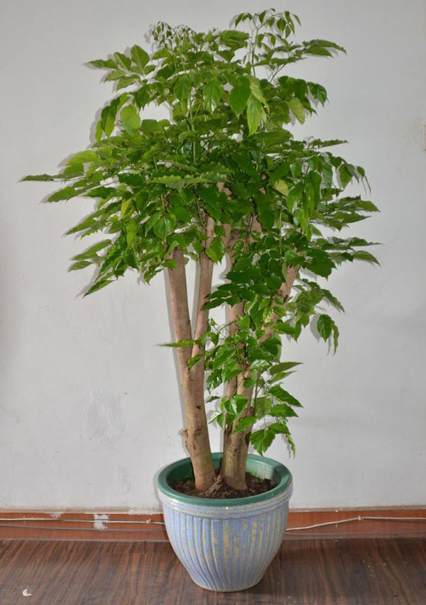 绿宝树(radermacherahainanensismerr.),又名大叶牛尾连,牛尾林.图片