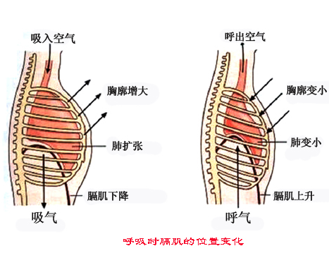 腹式呼吸腹式呼吸是什么意思_腹式呼吸的正确方法