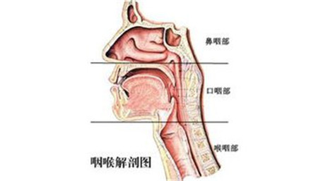 悬雍垂悬雍垂是什么_悬雍垂的作用