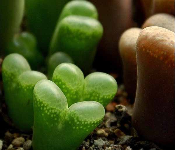 多肉植物风铃玉养殖方法 对土壤要求不高