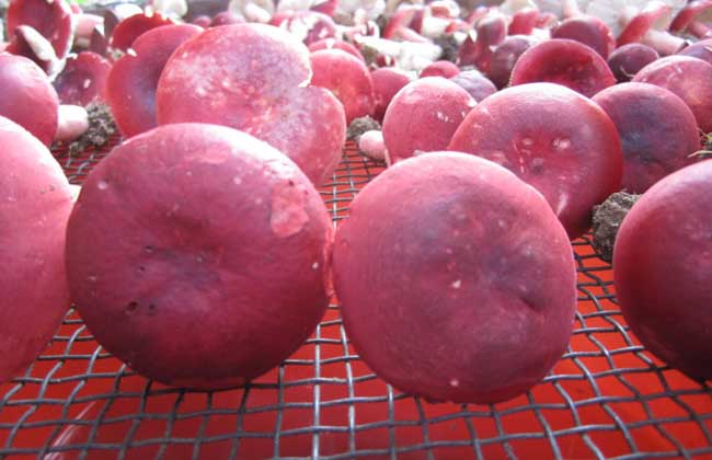 红菇不能和什么一起吃红菇和什么一起吃最好-