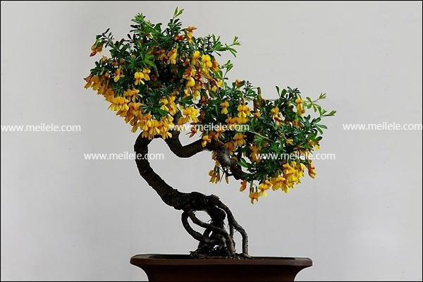 金雀花盆景寿命图片