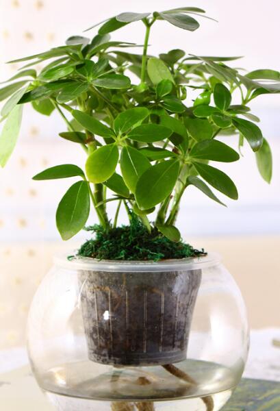 七叶莲多少钱一盆七叶莲如何辨别- 京东