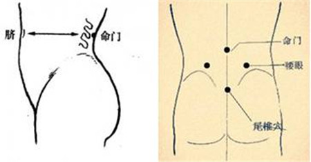 命门的准确位置图命门是哪个部位_命门是哪里