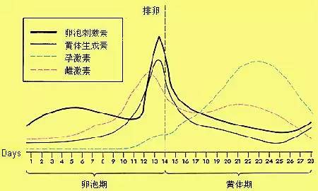 排卵日 排卵日