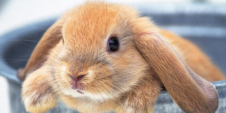 冬天养兔子怎么保暖 兔子怕冷吗