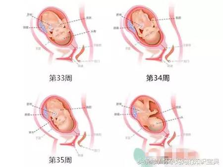 十月怀胎到底经历了什么?多图解析胎儿发育和孕妇身体