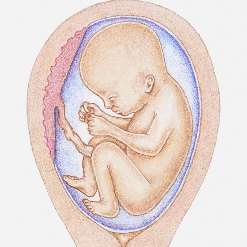 怀孕1-10月胎儿生长发育图 ,赶紧收了!