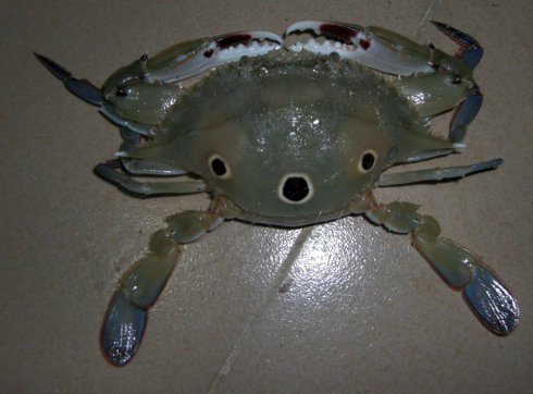 三眼蟹和花蟹的区别是什么 三眼蟹哪里不能吃