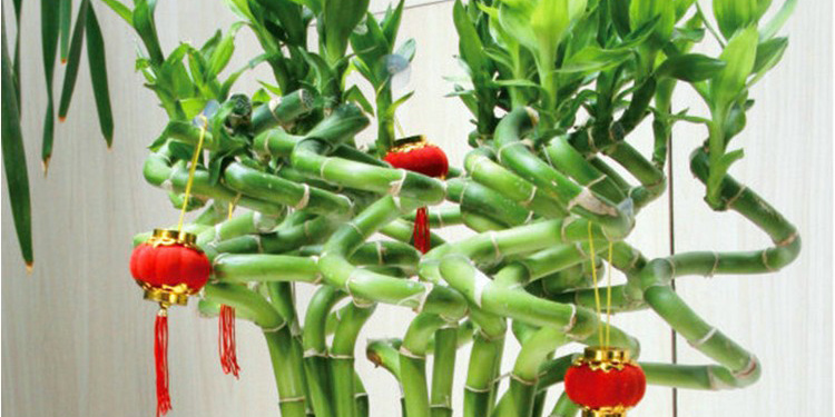 十二生肖开运植物 具体多少盆合适