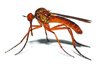 蚊子为什么要吸血蚊子为什么要咬人_蚊子为什