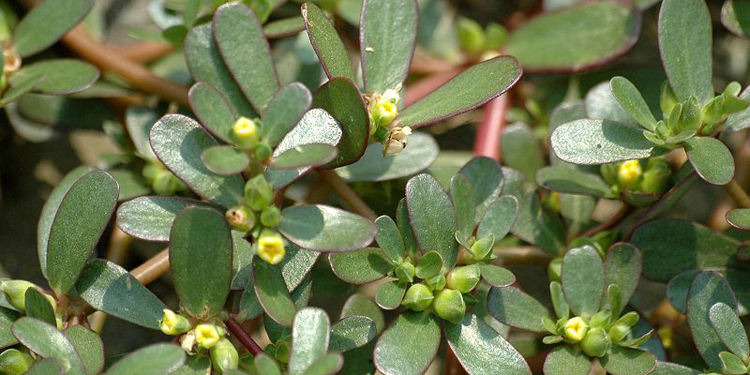 马齿苋煮水治湿疹的方法马齿苋的作用简介- 京东