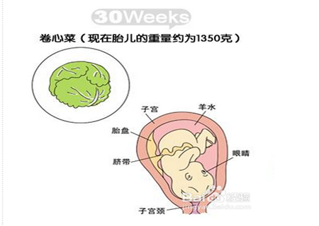 怀孕八个月胎儿图怀孕八个月男胎儿图_怀孕八个月女胎儿图