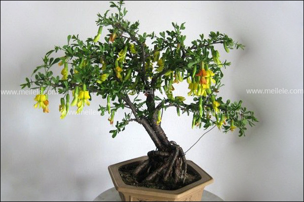 金雀花盆景怎么养护图片