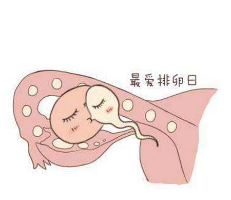 在月经中期卵巢准备排卵的时候,因为宫颈腺体分泌太过旺盛,白带会增多