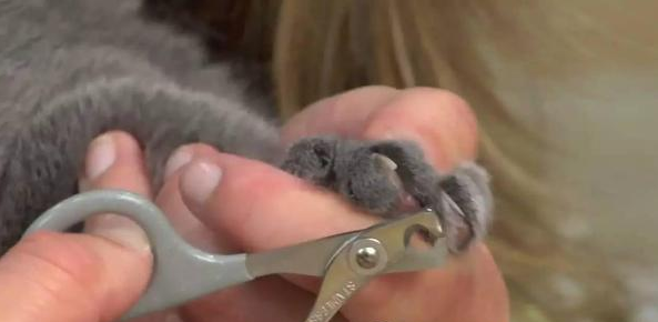 猫咪剪指甲流血怎么办 猫咪剪指甲的正确位置在哪