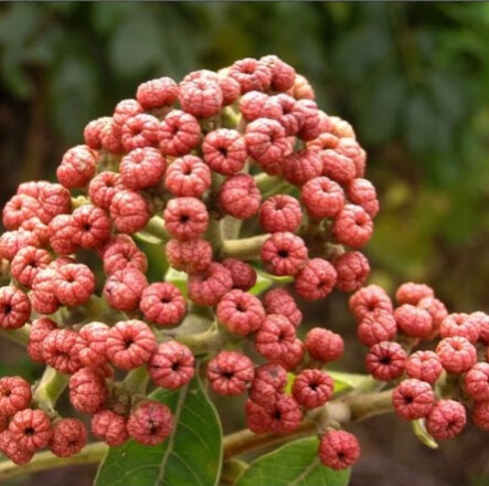 中药古今研究：吴茱萸