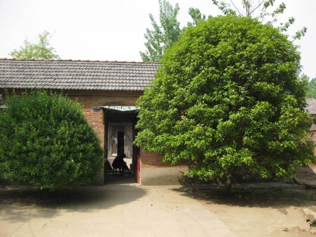 门前一棵树好乘凉?先想想会不会挡着运势吧