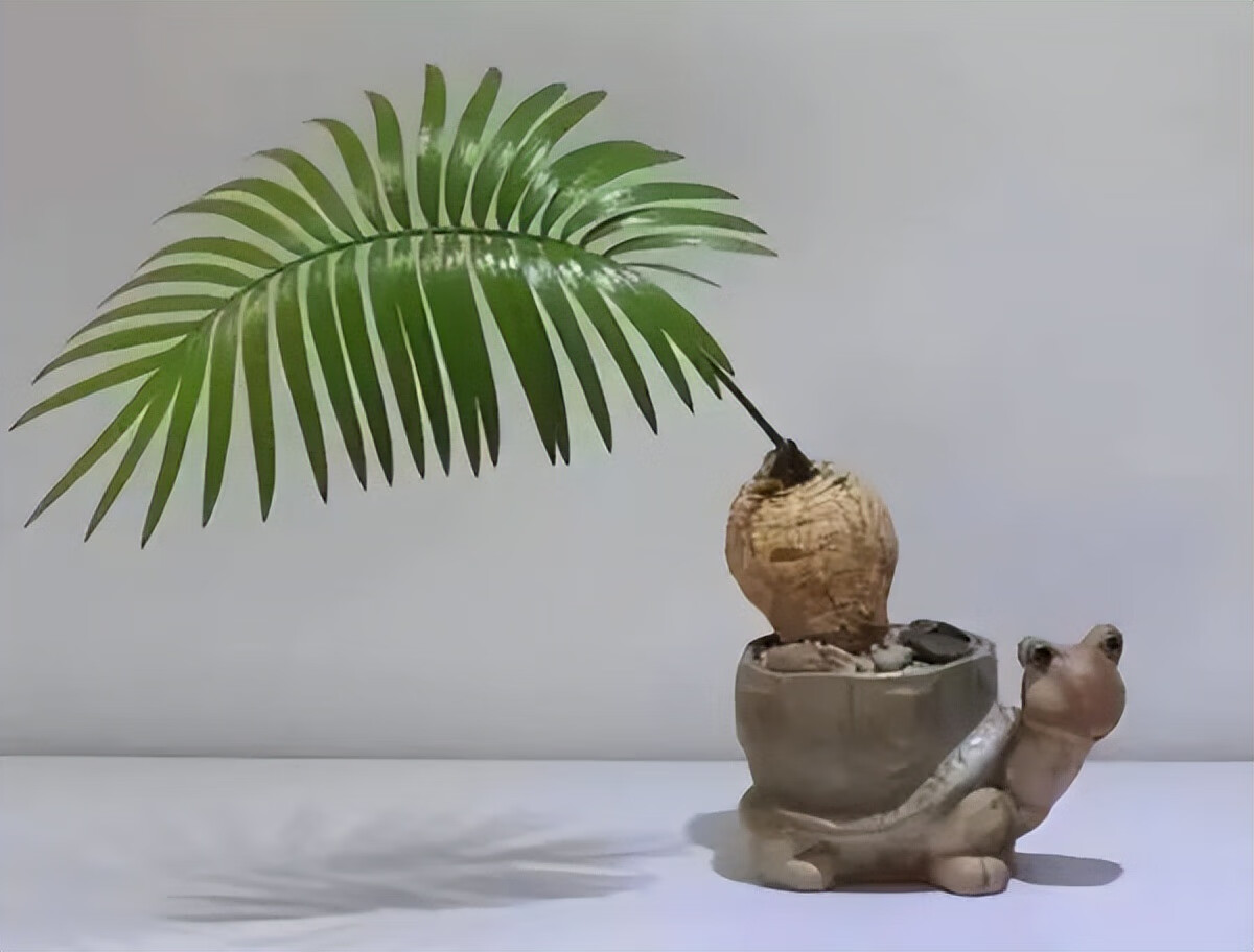 铁树花图片(铁树花多少钱一斤)