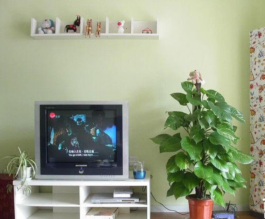 电视柜两边放什么植物好图片(电视柜两旁放什么植物风水好)