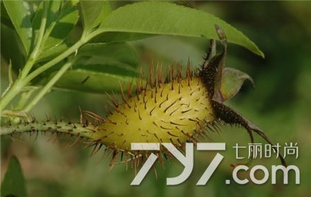 急性细菌性阴炎怎么治疗(细菌性阴炎好治吗能不能彻底好)