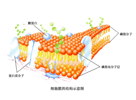 卵磷脂的功效与作用(卵磷脂什么功效和作用)