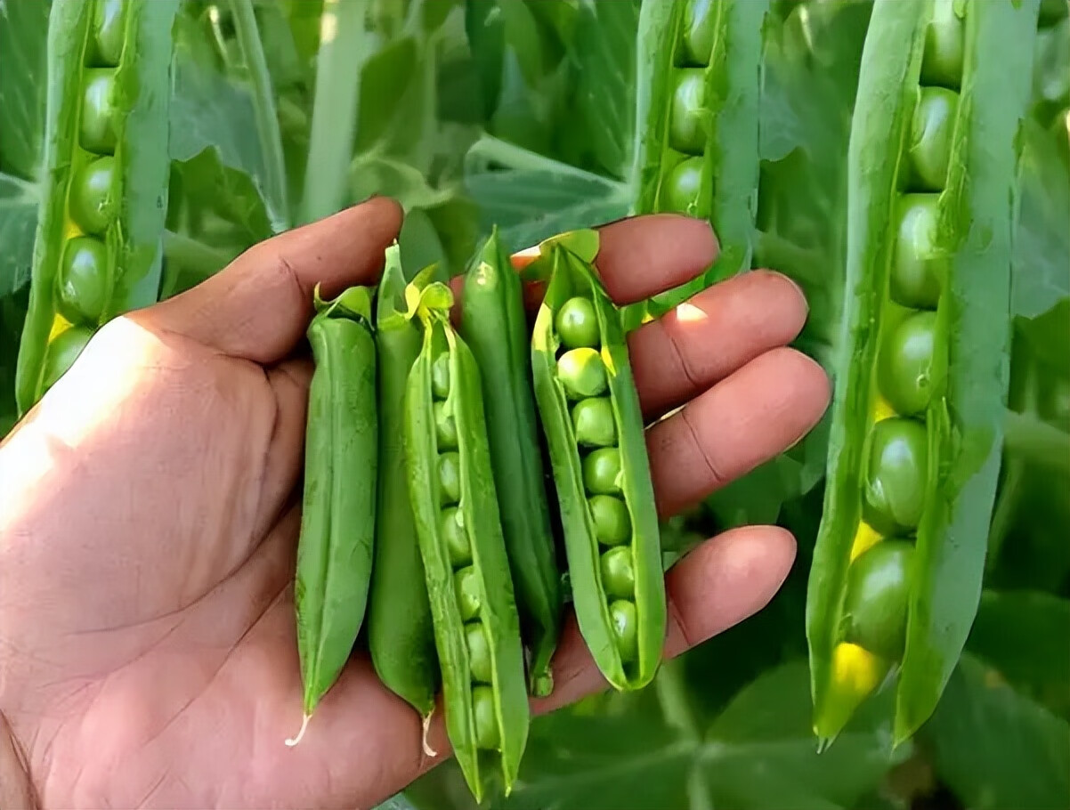 豌豆怎么吃最好吃(豌豆怎么炒才好吃)