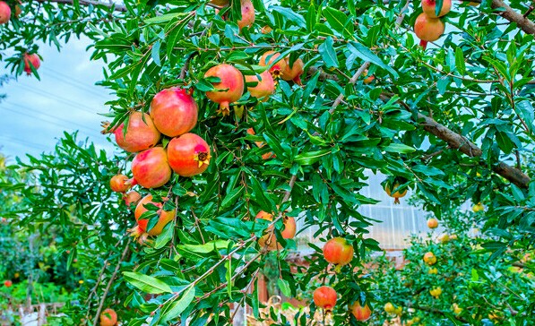 结果的石榴风水好还是不结的好(家里种的石榴为什么不结果)