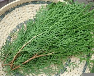 侧柏叶洗头的正确过程(侧柏叶如何洗头)