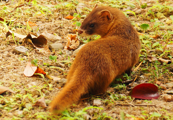 黄鼠狼在房间里拉屎什么预兆(黄鼠狼在家里拉屎好不好)