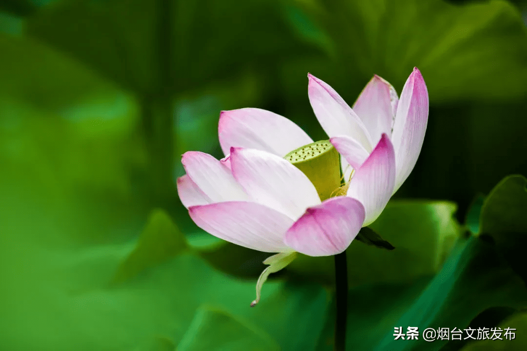 荷花什么时候开放时间几点