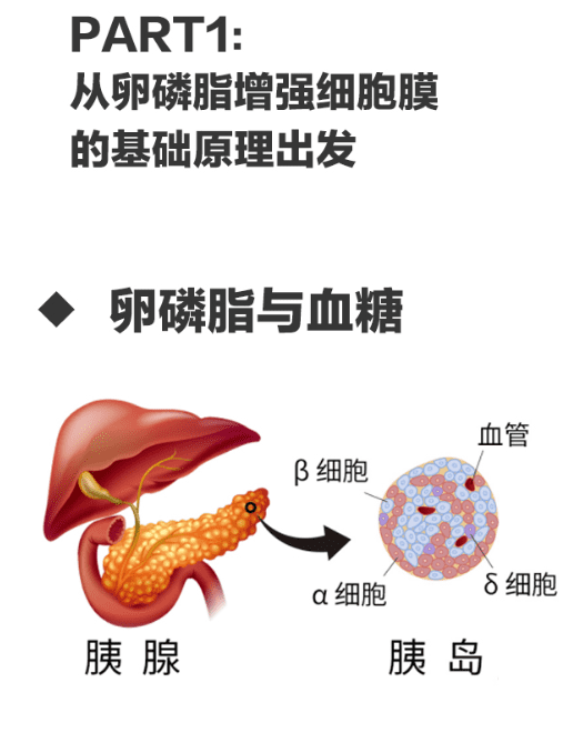 卵磷脂的功效与作用(卵磷脂什么功效和作用)