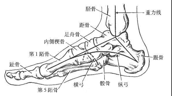 什么是扁平足?(扁平足是什么样)