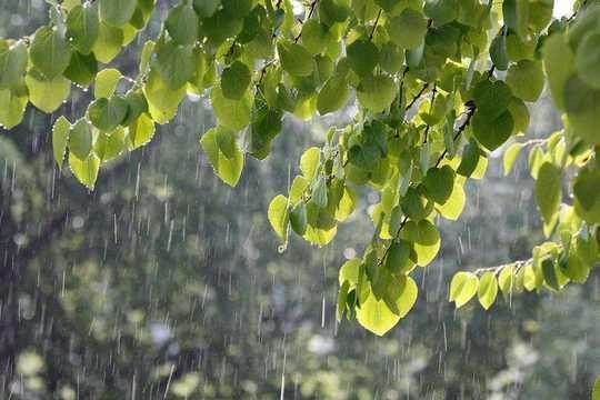 小学语文知识：含有“雨”的成语