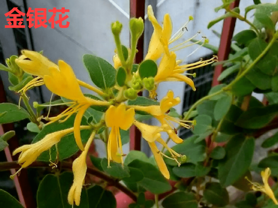 有毒的花有哪些(有毒性的花有哪些)