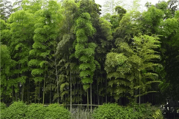 农村院宅墙外种一片花风水解说(一墙宅)