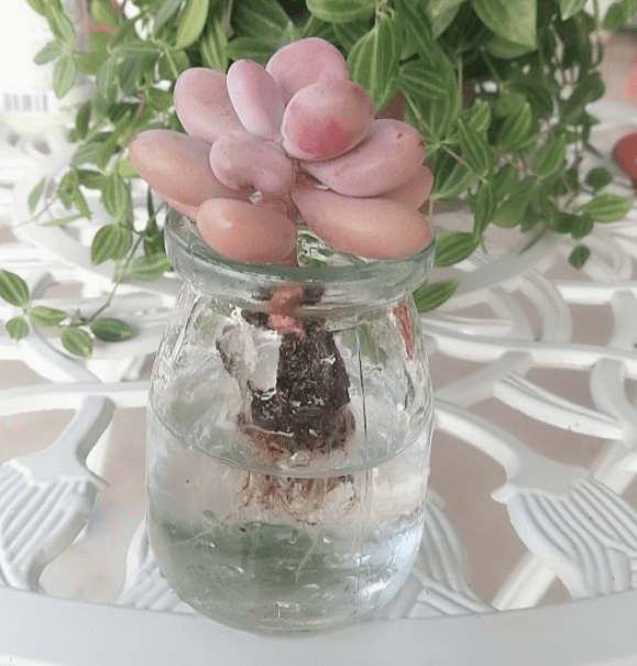 可以在水里养的花(水里面什么最好养)