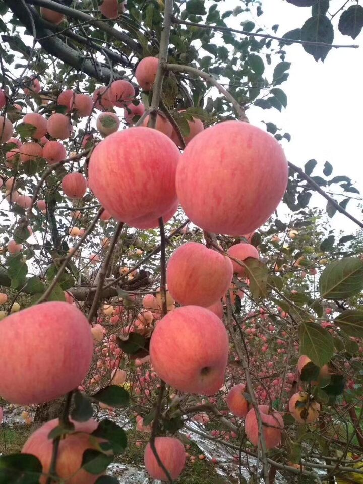 苹果的别称是什么(苹果称呼有几种)