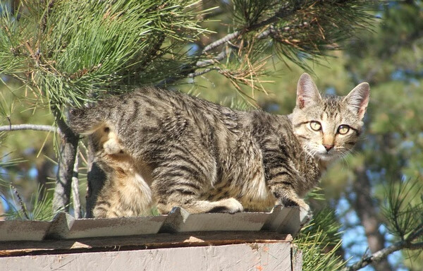 猫冠军头衔(猫一杯是谁)