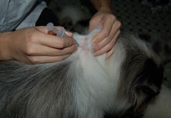 宠物狂犬疫苗价格(狂犬疫苗一针多少钱)
