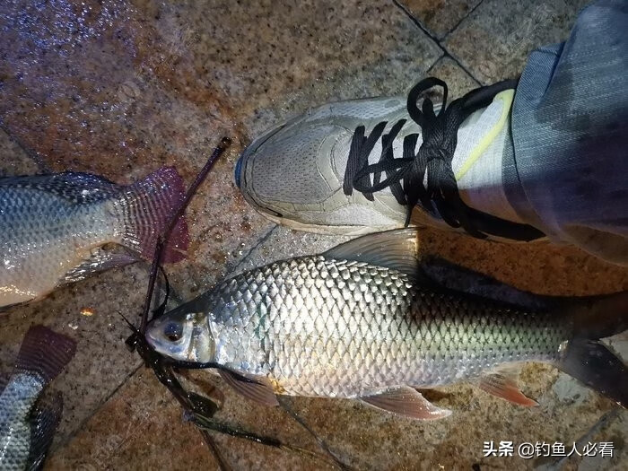 鲮鱼的做法大全(炸鲮鱼的做法大全)