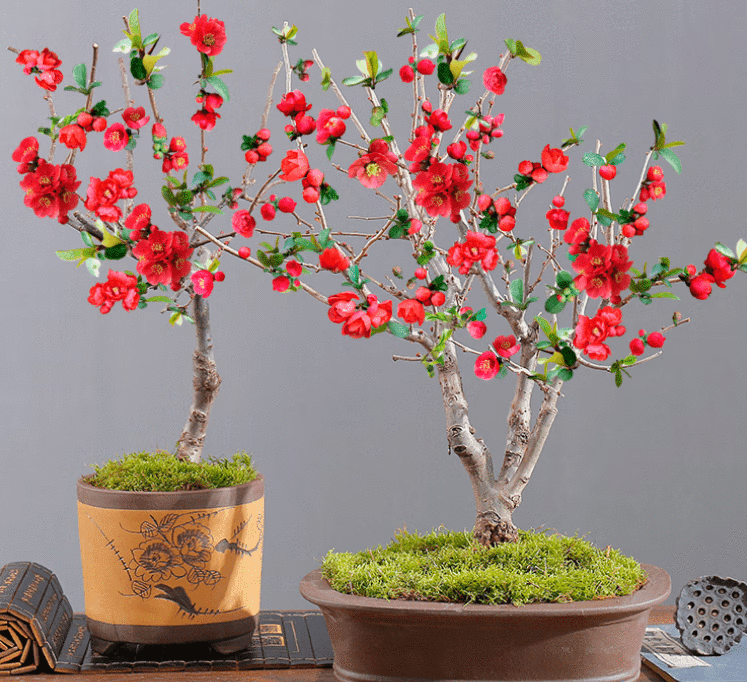为了显得别具特色,还可以在家里摆上一棵花树,开花红红火火,福寿长久