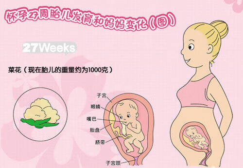 怀孕7个月肚子大小(怀孕7个月胎儿有多大)