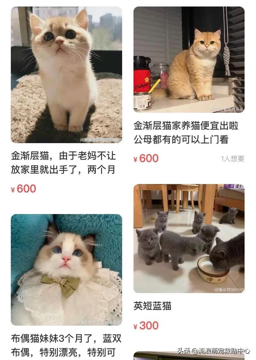 12315可以投诉交易猫吗(交易猫卖家被申诉)