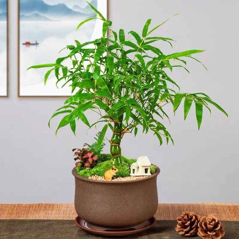 招财竹的寓意风水好吗(开运竹的风水作用)-百科学社