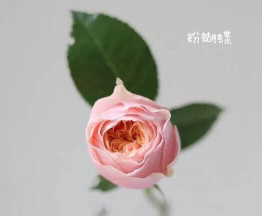 野玫瑰花粉颜色(野山花粉的功效与作用)