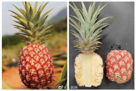 波萝(菠萝是什么意思)