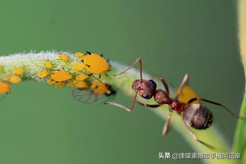 《昆虫记》精彩片段赏读